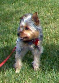 Lily Says, Yorkie, yorkshire, real estate, dog friendly